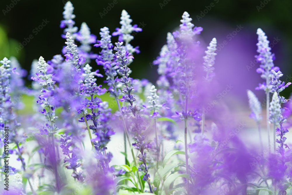 Naklejka premium セージ Salvia officinalis