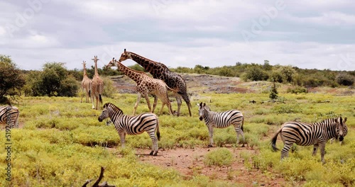 Diverse group of Zebras, Giraffe, impala and baboons. Serengeti, Tanzania Africa