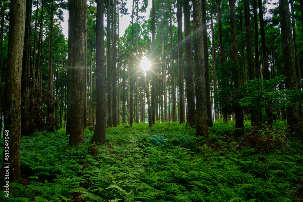 Obraz premium 森に差し込む光