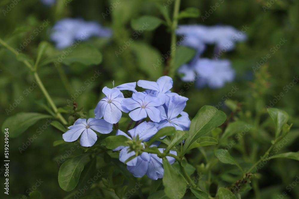 Cambodia. Plumbago auriculata, the cape leadwort, blue plumbago or Cape plumbago, is a species of flowering plant in the family Plumbaginaceae, native to South Africa.
