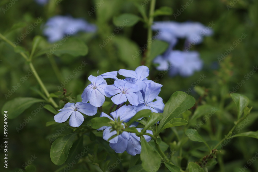 Cambodia. Plumbago auriculata, the cape leadwort, blue plumbago or Cape plumbago, is a species of flowering plant in the family Plumbaginaceae, native to South Africa. Cambodia. Plumbago auriculata, the cape leadwort, blue plumbago or Cape plumbago, is a species of flowering plant in the family Plumbaginaceae, native to South Africa.