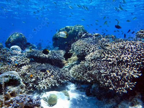 Indonesia Alor Island - Coral reef with fish