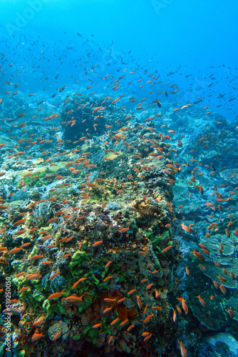 Indonesia Sumbawa - Colorful coral reef with tropical fish