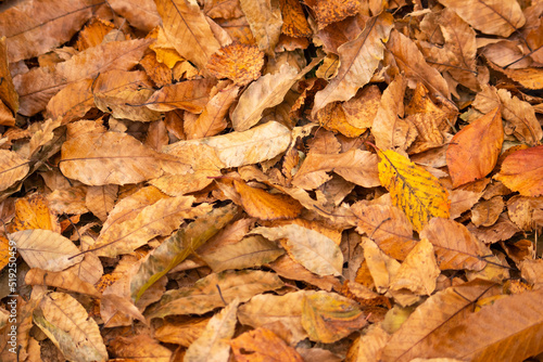 가을낙엽 덤블 © EUNKYOUNG