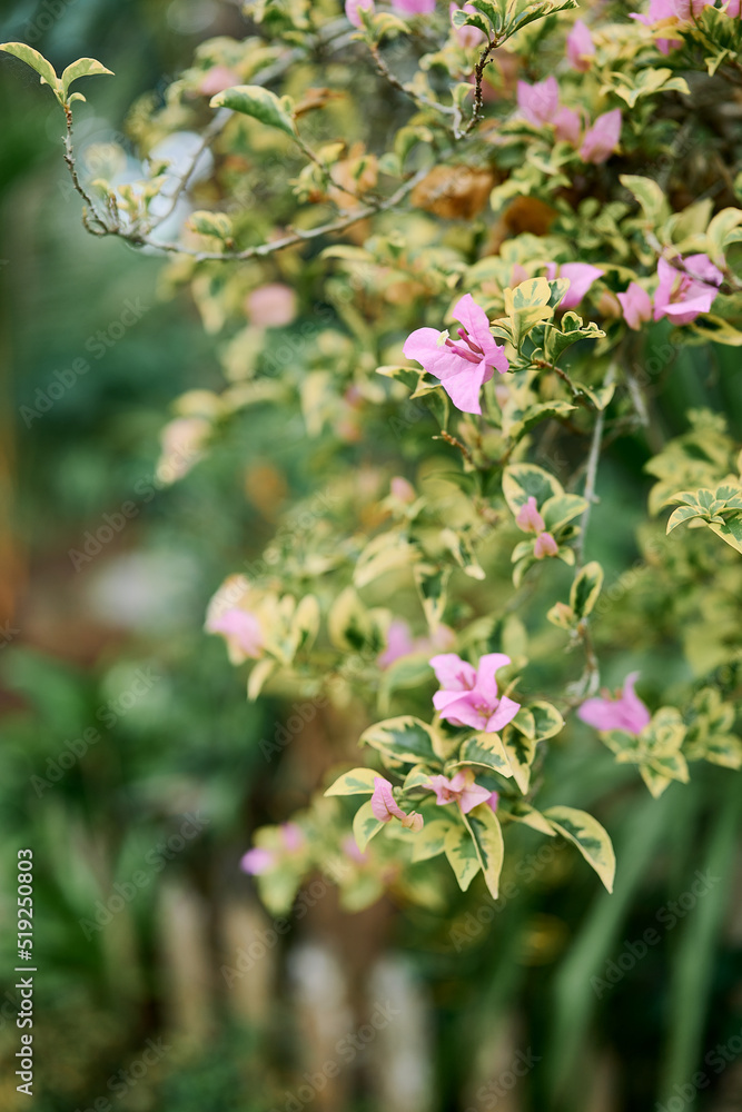 Close-up view of Bougainvillea flowers and leaves with green background Close-up view of Bougainvillea flowers and leaves with green background