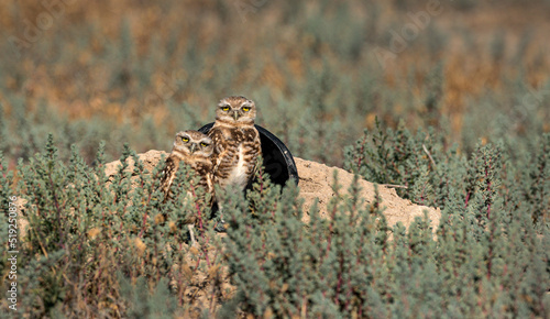 Burrowing Owls perform near their man made burrows.