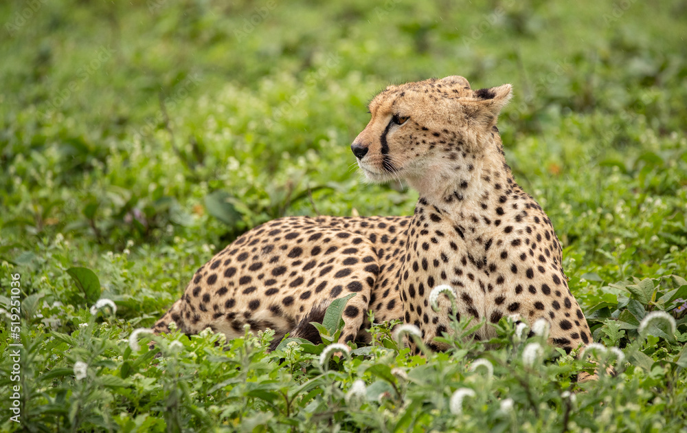 Cheetahs roaming the plains of Tanzania hunting for Wildebeest during the great migration Cheetahs roaming the plains of Tanzania hunting for Wildebeest during the great migration