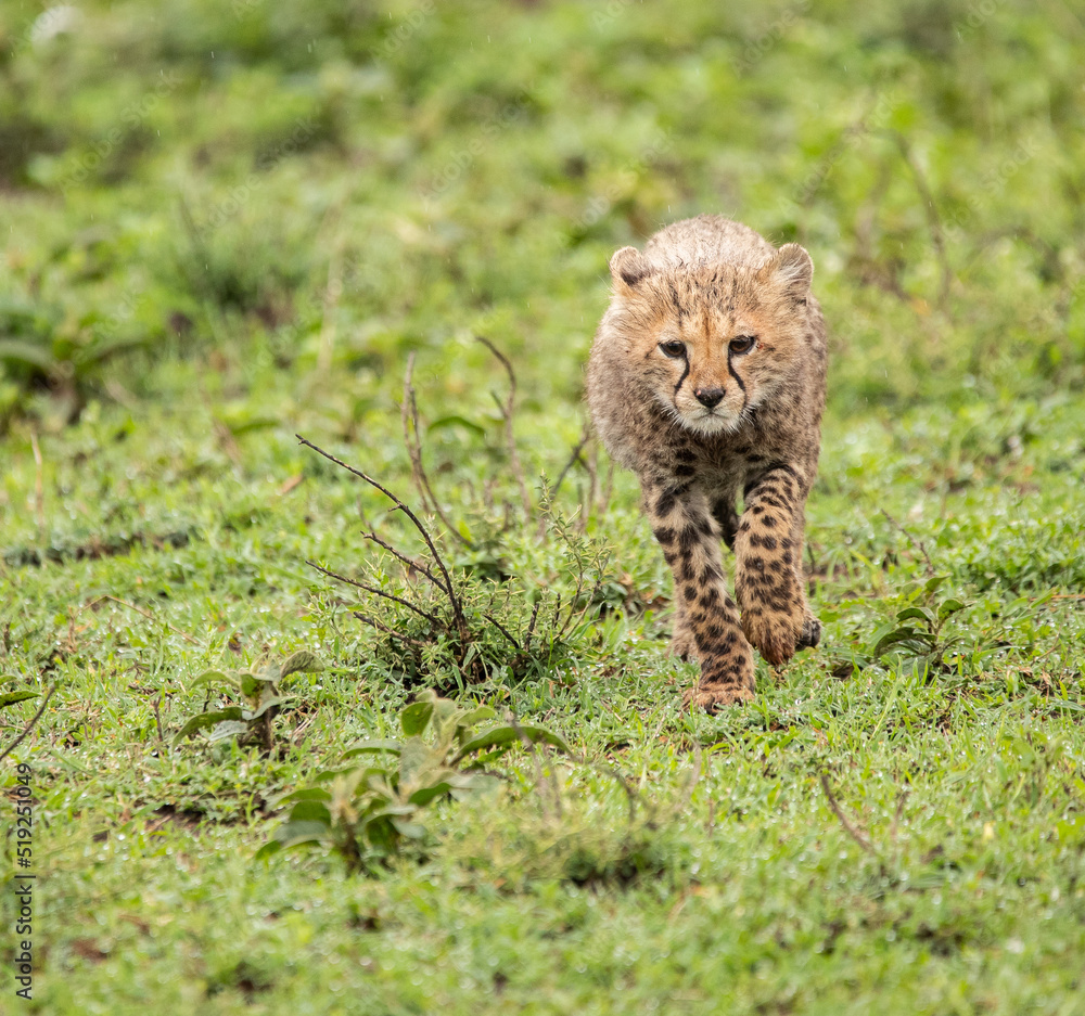Fototapeta premium Cheetahs roaming the plains of Tanzania hunting for Wildebeest during the great migration