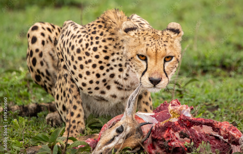Cheetahs roaming the plains of Tanzania hunting for Wildebeest during the great migration Cheetahs roaming the plains of Tanzania hunting for Wildebeest during the great migration