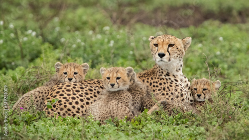 Cheetahs roaming the plains of Tanzania hunting for Wildebeest during the great migration