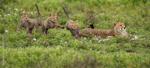 Cheetahs roaming the plains of Tanzania hunting for Wildebeest during the great migration photo