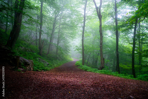 Atmospheric Trail at Dark Hollow Falls in Shenandoah National Park on a early summer morning,
