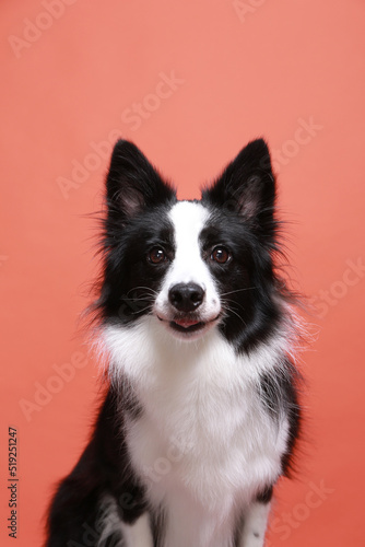 bordercollie