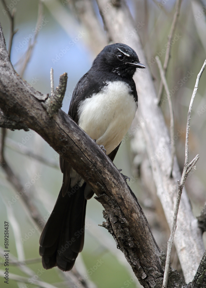 Fototapeta premium Willie wagtail bird sitting on a tree branch