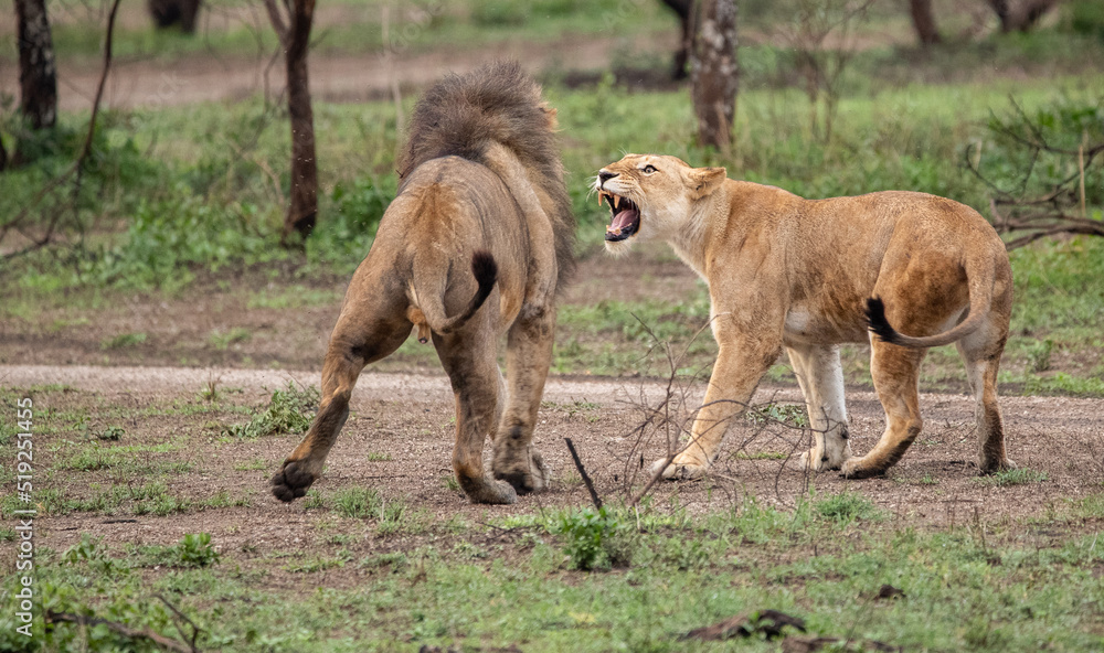 Naklejka premium Lions Roaming the Plains of Tanzania