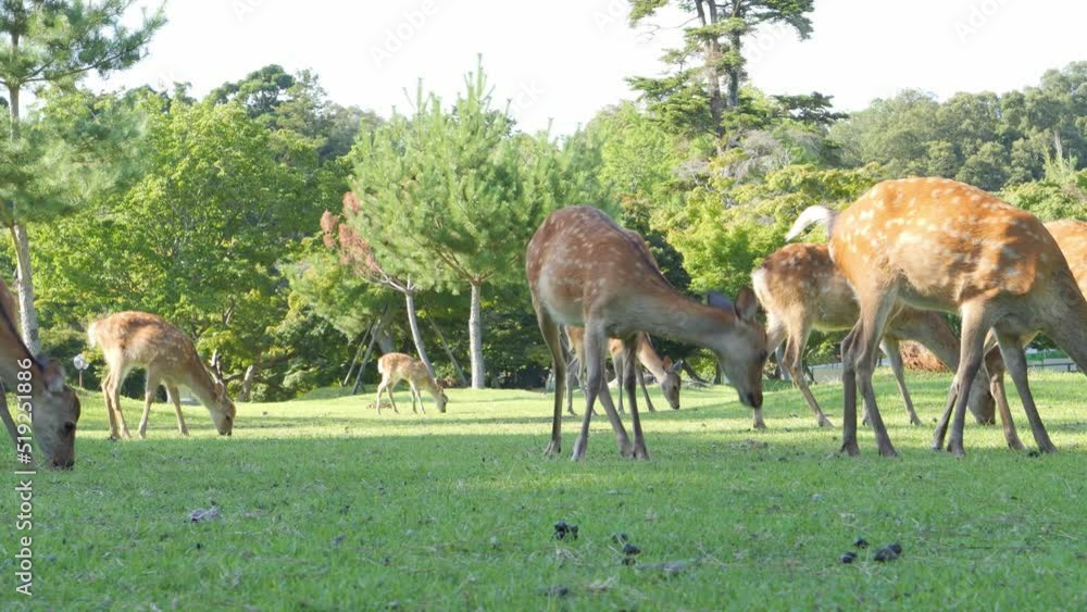 Deer grazing without anxiety on the grass in Nara Park in midsummer. Deer grazing without anxiety on the grass in Nara Park in midsummer.