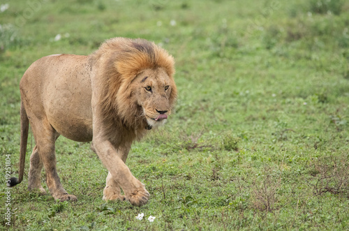 Fototapeta Naklejka Na Ścianę i Meble -  Lions Roaming the Plains of Tanzania