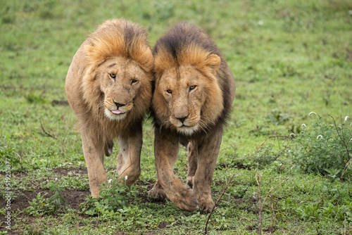 Lions Roaming the Plains of Tanzania