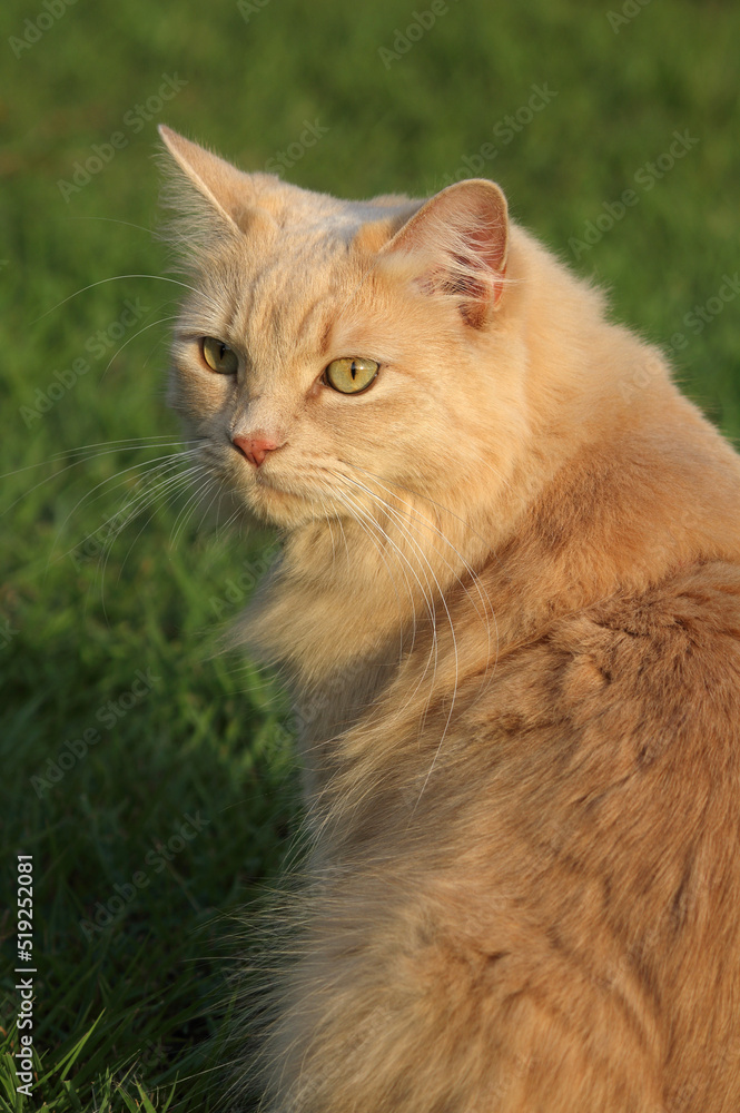 Cute ginger tabby cat sitting on the grass Cute ginger tabby cat sitting on the grass