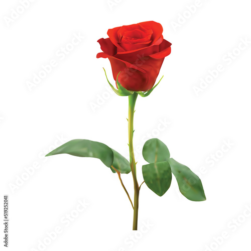 red rose isolated on white background