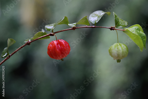 Ripe Surinam cherries ready to be harvested. This fruit that contains a lot of Vitamin C has the scientific name Eugenia uniflora. photo