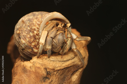 A hermit crab is walking slowly on a dry tree trunk. This animal has the scientific name Paguroidea sp.