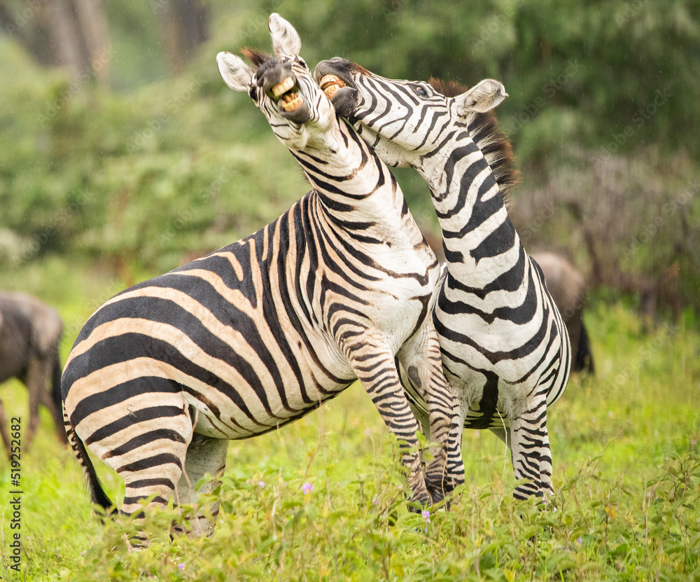 Zebras on the plains of Tanzania during the great migration. Zebras on the plains of Tanzania during the great migration.