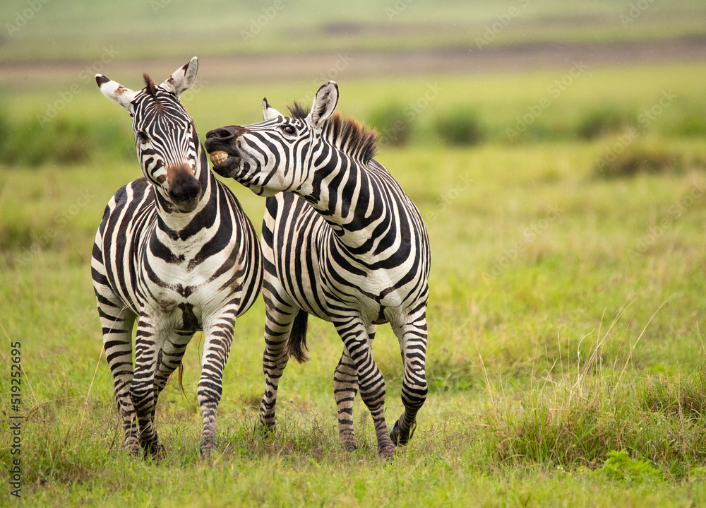 Zebras on the plains of Tanzania during the great migration. Zebras on the plains of Tanzania during the great migration.