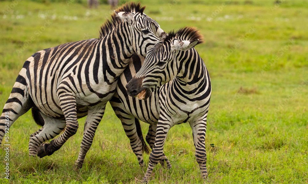 Zebras on the plains of Tanzania during the great migration. Zebras on the plains of Tanzania during the great migration.