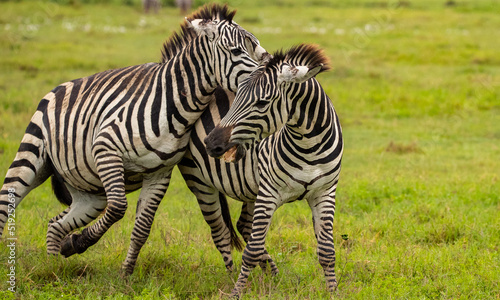 Zebras on the plains of Tanzania during the great migration.