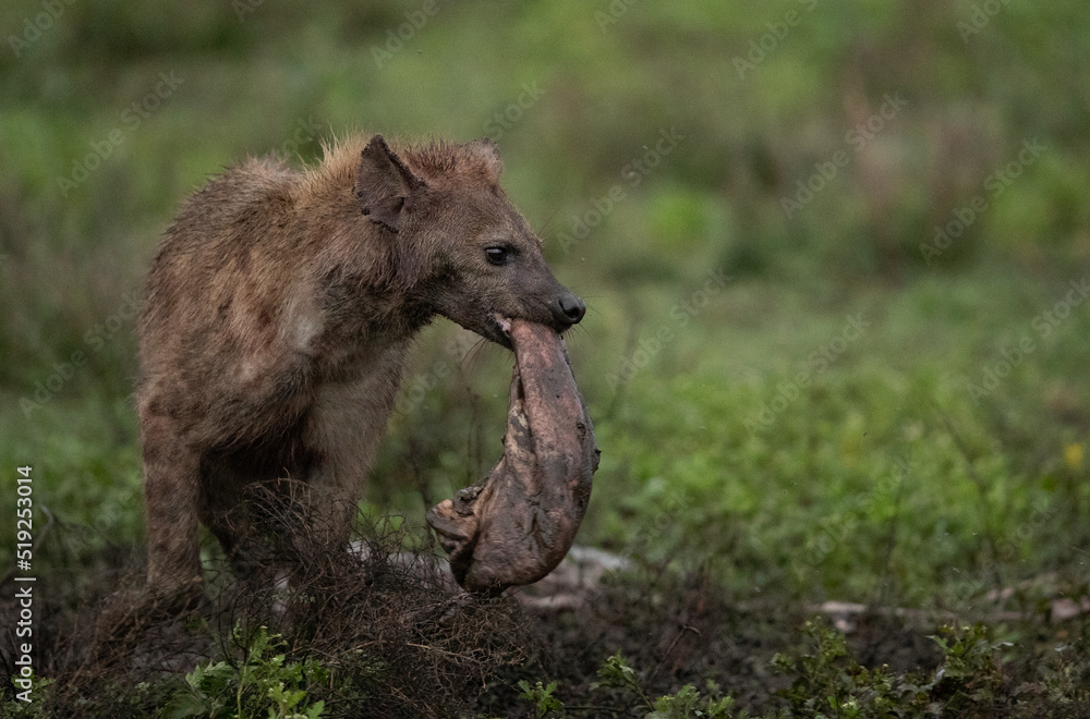Fototapeta premium Hyenas Wander the Tanzania plains in search of food