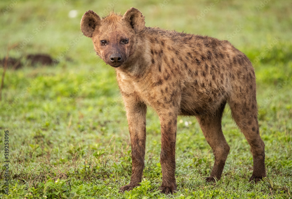 Hyenas Wander the Tanzania plains in search of food