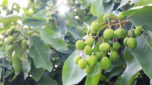 Chebulic raw fruit myrobalans on the tree. Bunch of fresh green Myrolan Wood (Terminalia Chebula Retz.) Herbs Common Myrobalan, Harad, Chebulic, Gallnut with copy space. selective focus