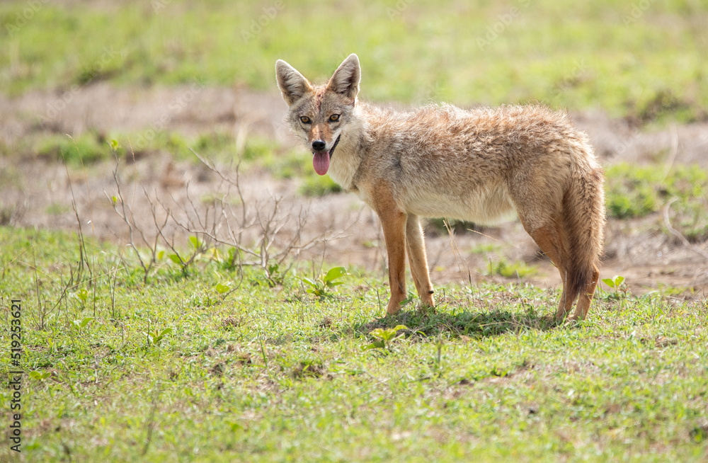 Jackal Roams the Plains of Tanzania looking for food Jackal Roams the Plains of Tanzania looking for food