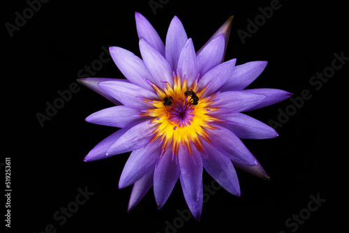 purple or pink lotus with bees on black background bird eye view