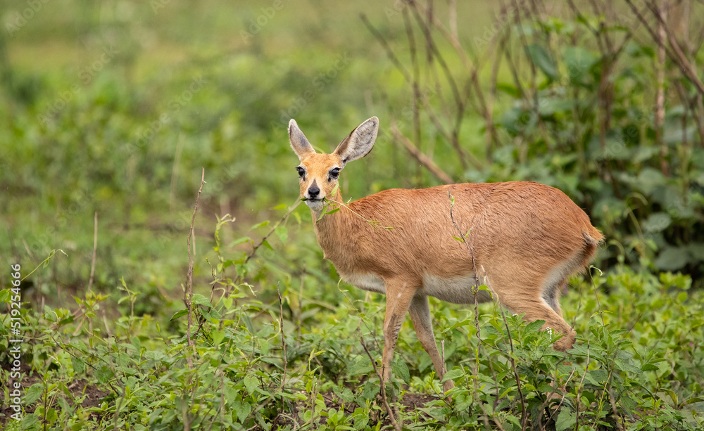 Antelope Wandering the Plains of Tanzania during the great migration Antelope Wandering the Plains of Tanzania during the great migration