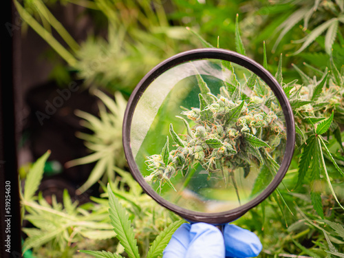 Legal cannabis plants. Mature cannabis plants are ready for harvest in a greenhouse