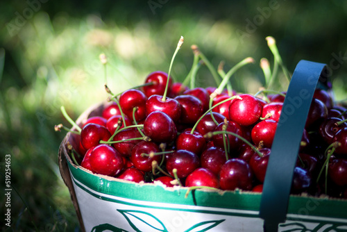 Gorgeous cherries in a basket