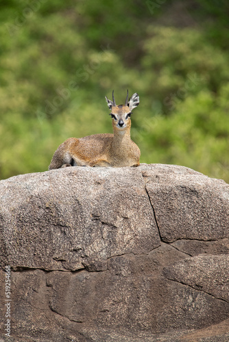 Antelope Wandering the Plains of Tanzania during the great migration