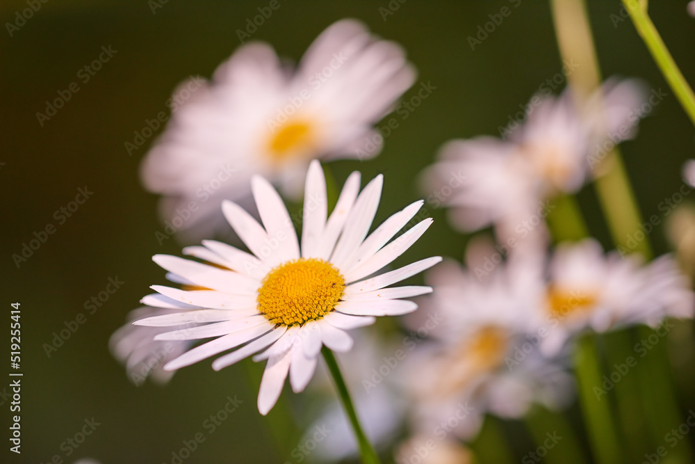 Daisy flowers growing in a field or garden on a sunny day outdoors. Leucanthemum vulgare or oxeye daisies daisies from the asteraceae species with white petals and yellow pistil blooming in spring Daisy flowers growing in a field or garden on a sunny day outdoors. Leucanthemum vulgare or oxeye daisies daisies from the asteraceae species with white petals and yellow pistil blooming in spring