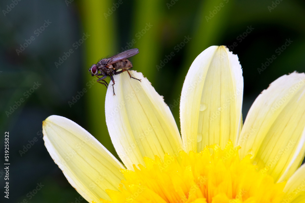 Obraz premium Yellow Dahlia Fly 01