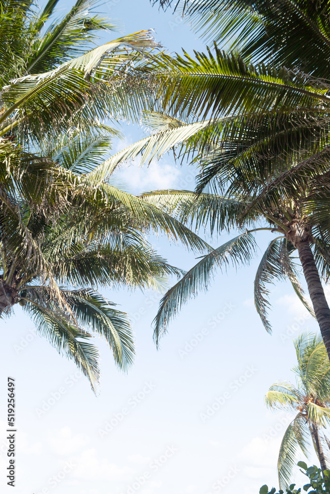Palm trees viewed from below with a clear sky in the background Palm trees viewed from below with a clear sky in the background