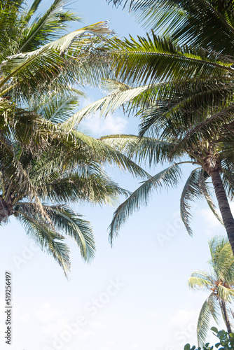 Palm trees viewed from below with a clear sky in the background