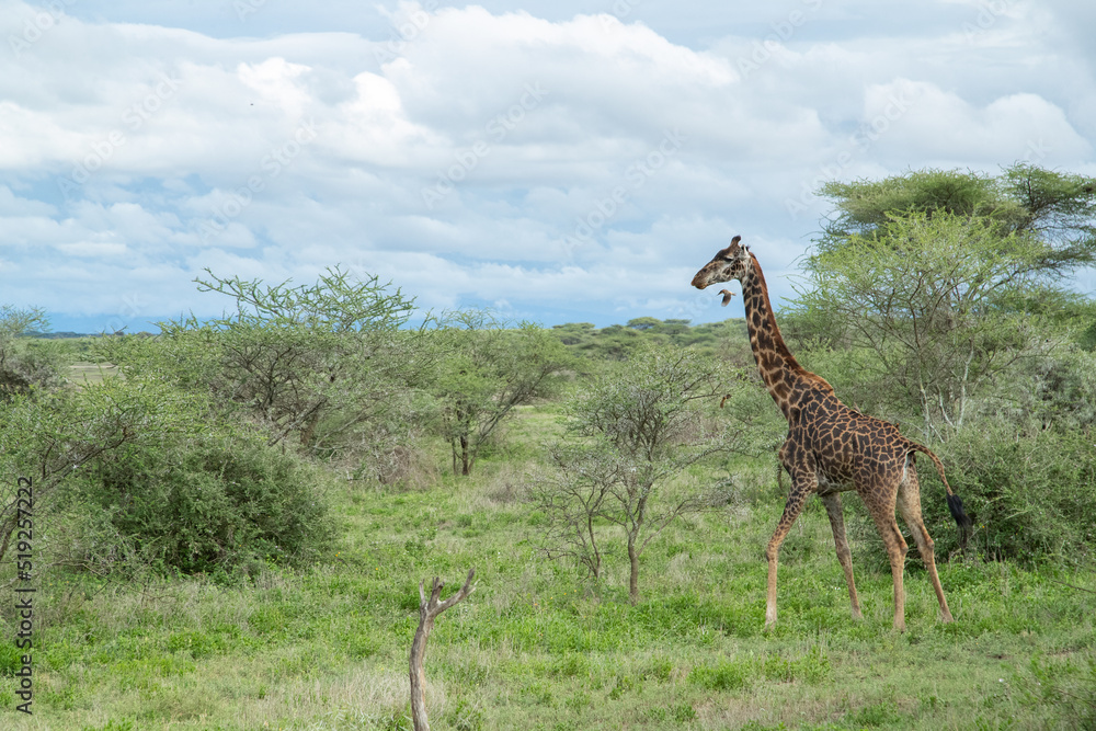 Obraz premium Giraffe on the Plains of Tanzania