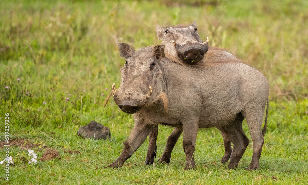 Warthog on the Plains of Tanzania Warthog on the Plains of Tanzania