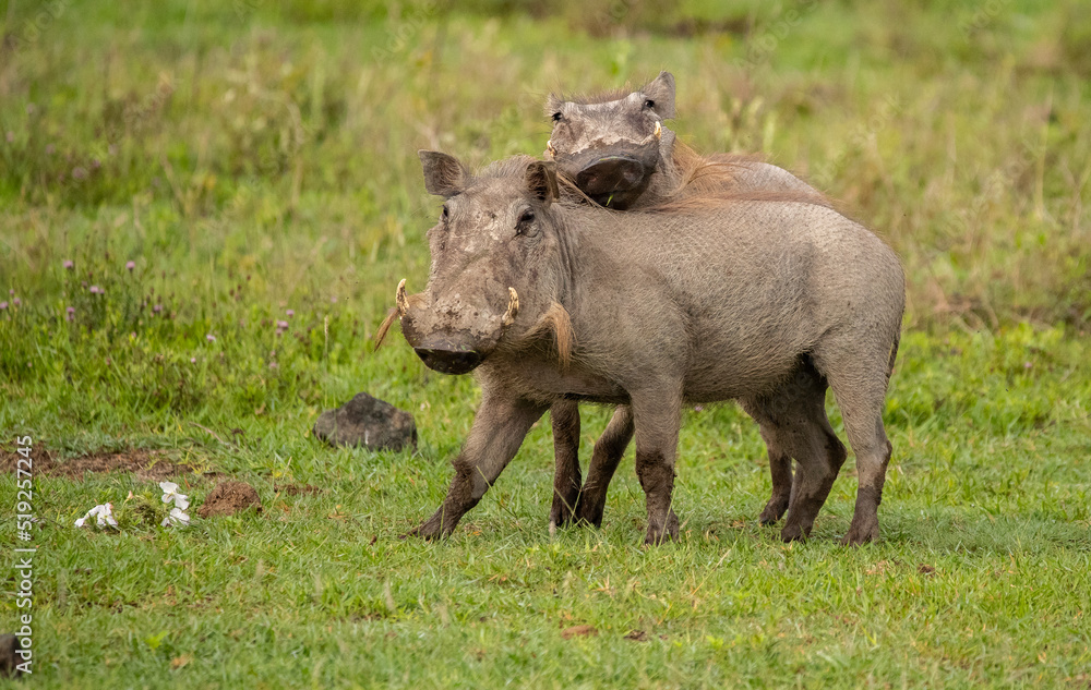 Warthog on the Plains of Tanzania Warthog on the Plains of Tanzania