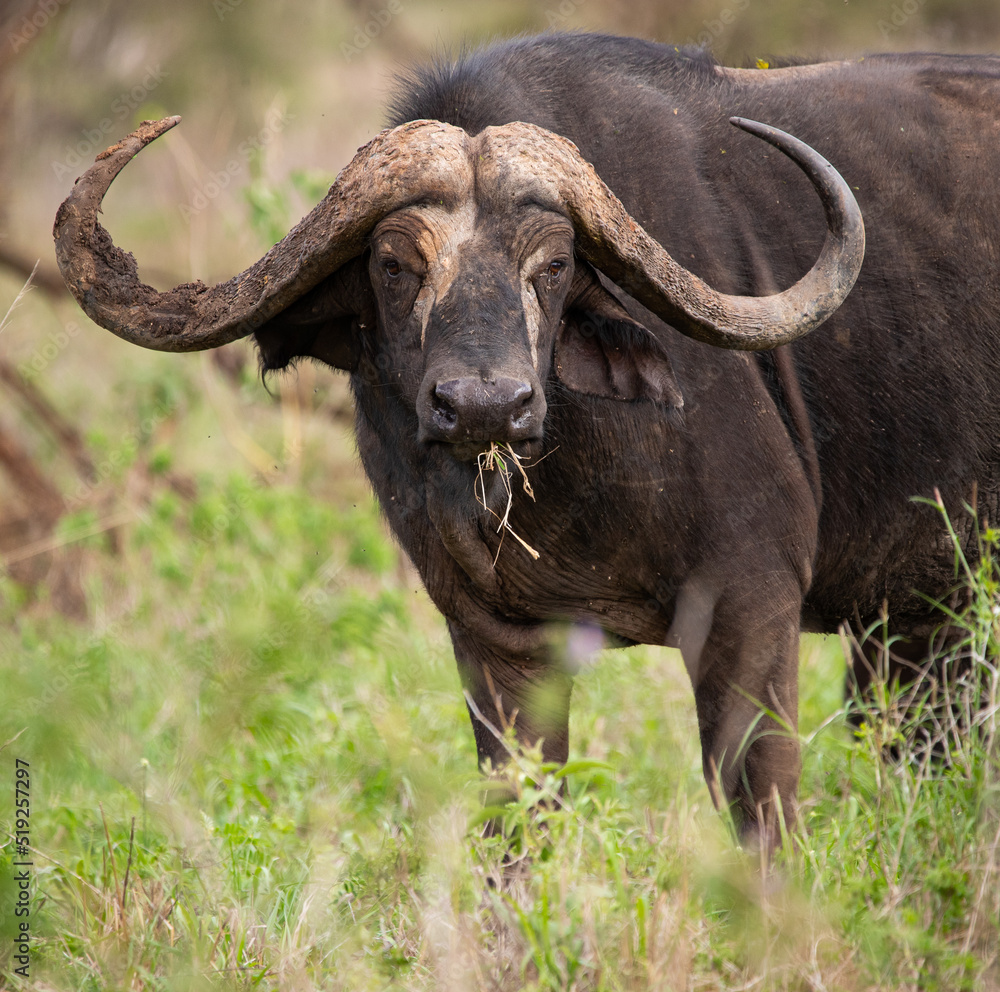 Cape buffalo on the Plains of Tanzania