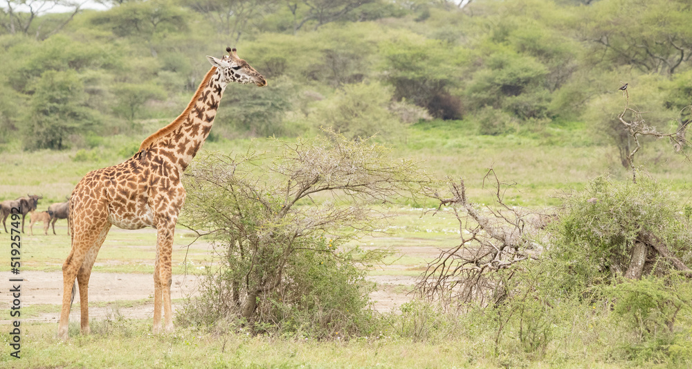 Obraz premium Giraffe on the Plains of Tanzania