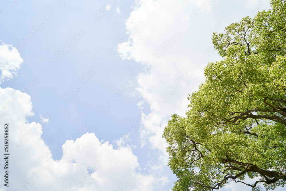 新緑と青空 新緑と青空