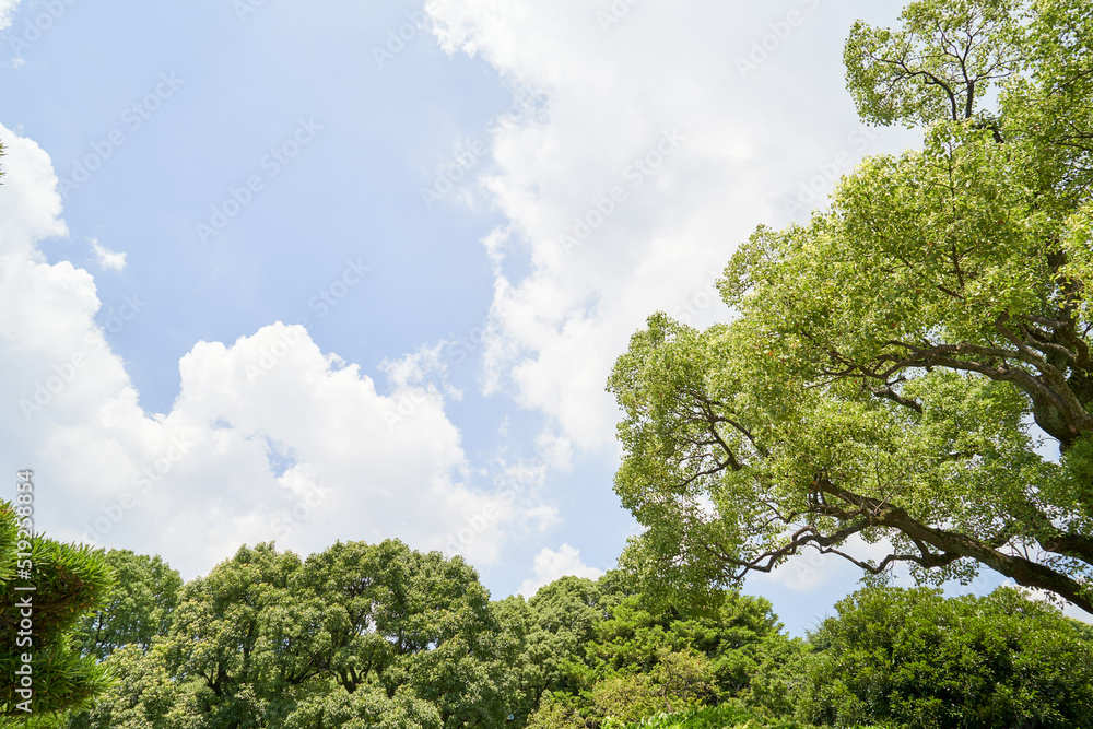 新緑と青空 新緑と青空